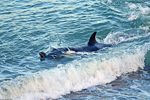 voyage rencontre orques