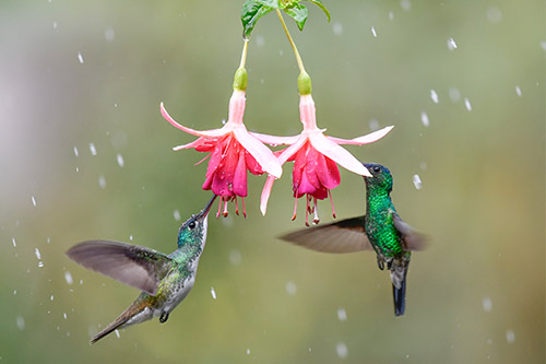 Andean emerald e indigo capped hummingbird