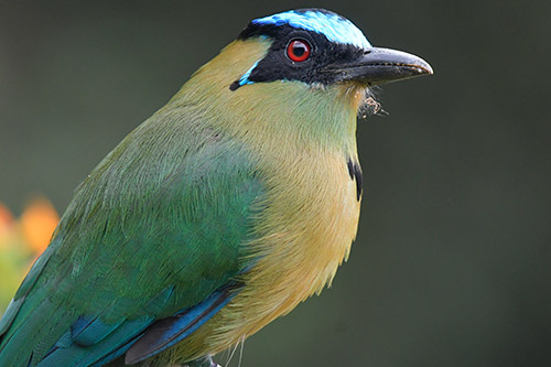 Andean motmot