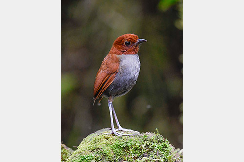 bicolored antpitta