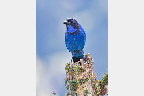 black collared jay