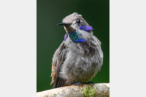 brown violet ear