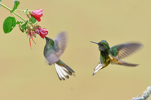 buff tailed coronet