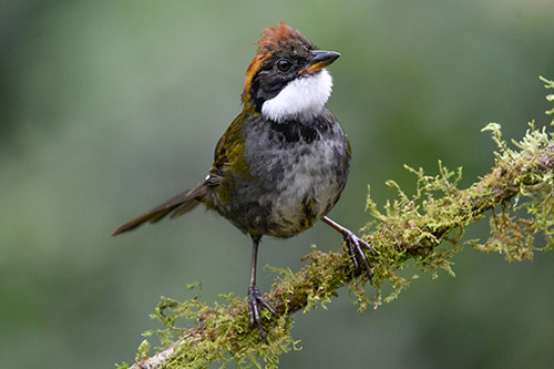 chestnut capped brushfinch