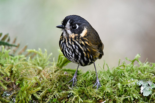 crescent faced antpitta Lunita