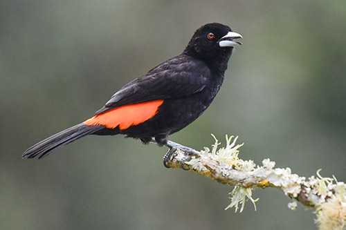 flame rumped tanager