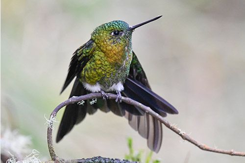 golden breasted puffleg