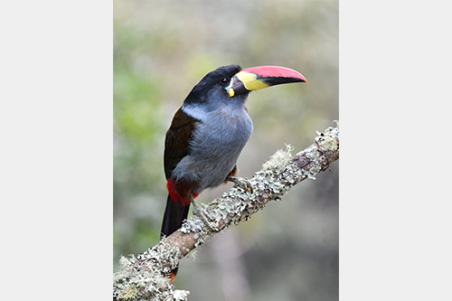 gray breasted mountain toucan 1