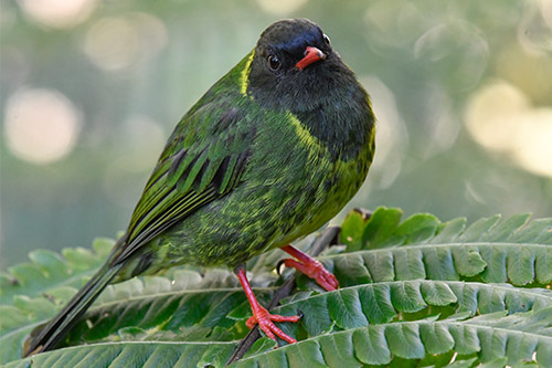 green and black fruiteater