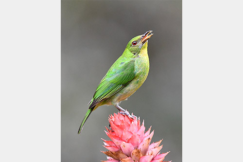 green honeycreeper 1