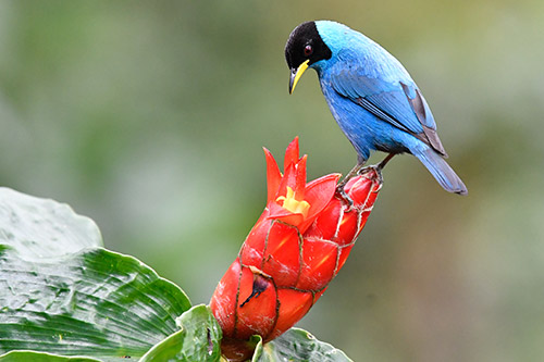 green honeycreeper