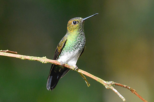 greenish puffleg