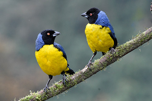 hooded mountain tanager