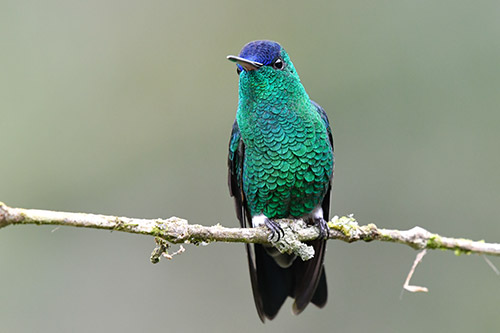 indigo capped hummingbird