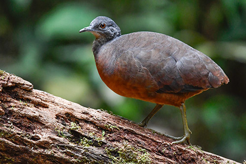 little tinamou