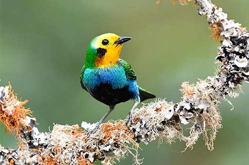 multicolored tanager 1