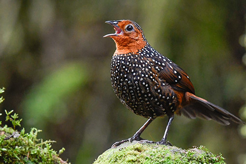 ocellated tapaculo