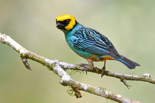 saffron crowned tanager