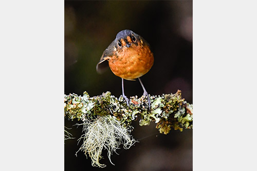 slate crowned antpitta