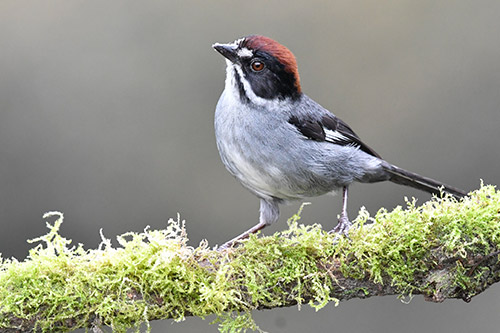 slaty brush finch