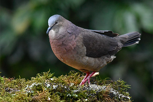 tolima dove