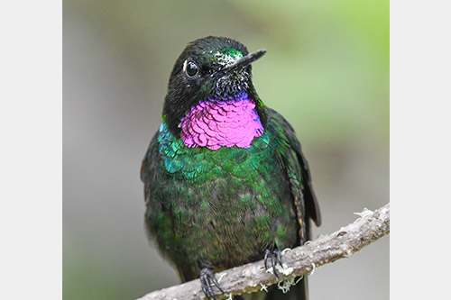 tourmaline sunangel