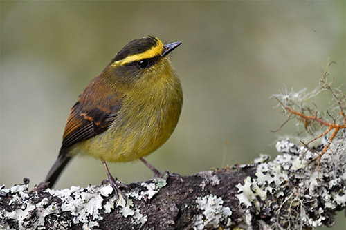 yellow bellied chat tyrant