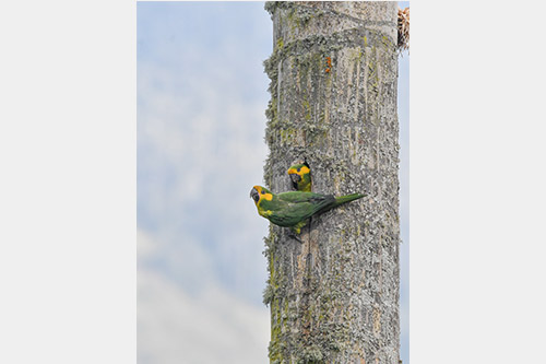 yellow eared parrots